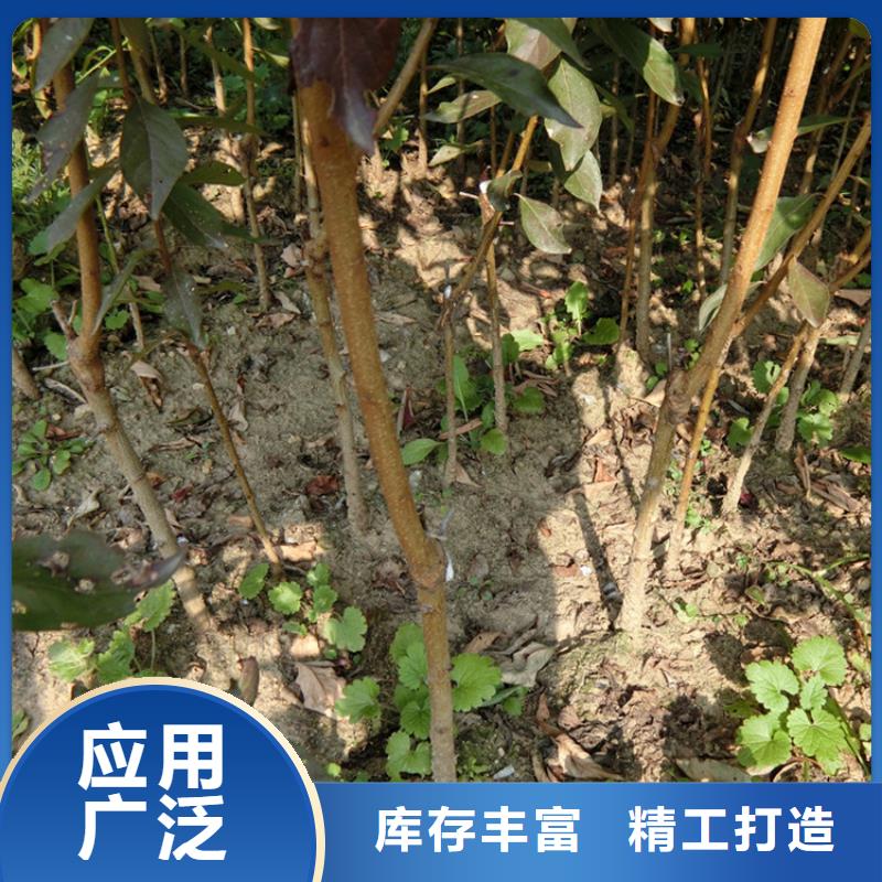 李子草莓苗细节之处更加用心