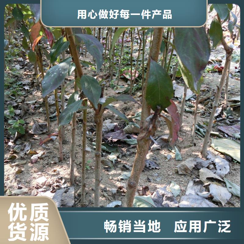 苹果苗视频-宁波市苹果苗-【同城】可服务区域象山|镇海|嘉兴|金华|舟山|衢州|丽水