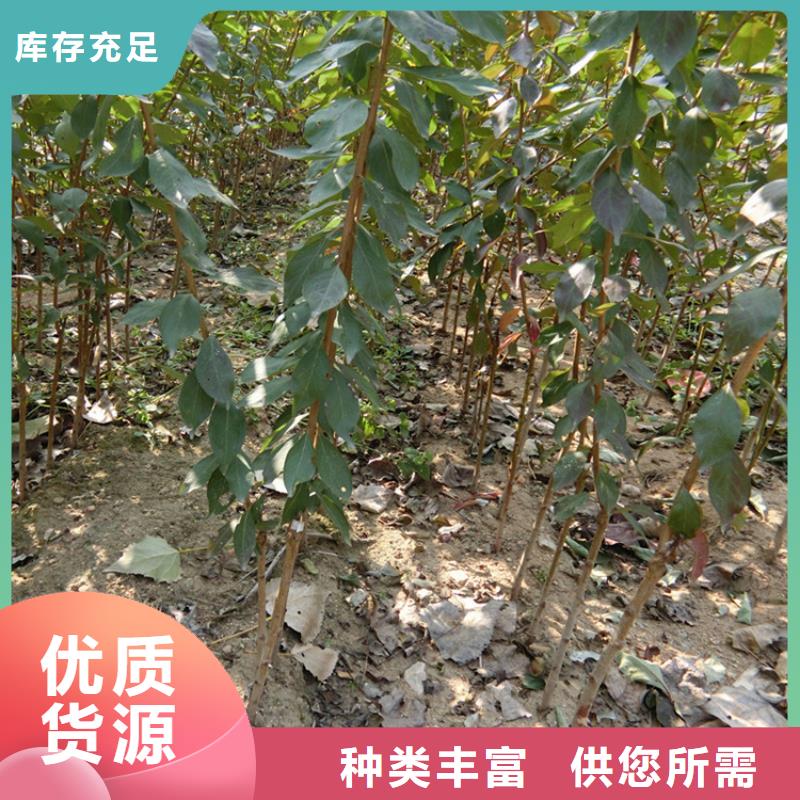 苹果苗视频-苹果苗_河南省漯河市市场覆盖郾城|召陵|商丘|信阳|郑州|三门峡|开封|周口等