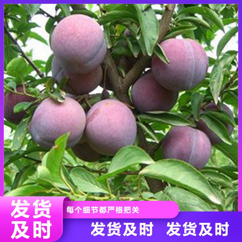 李子草莓苗细节之处更加用心