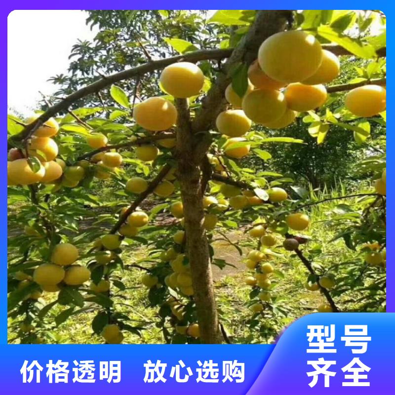 李子桃树苗以质量求生存