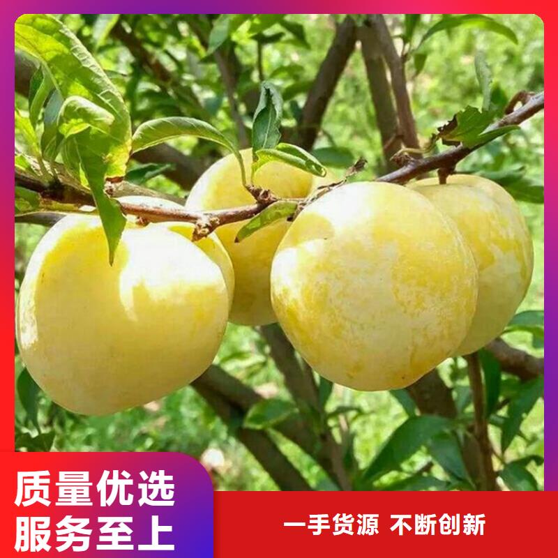 李子草莓苗细节之处更加用心