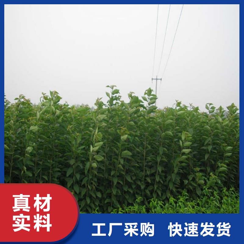李子桃树苗以质量求生存