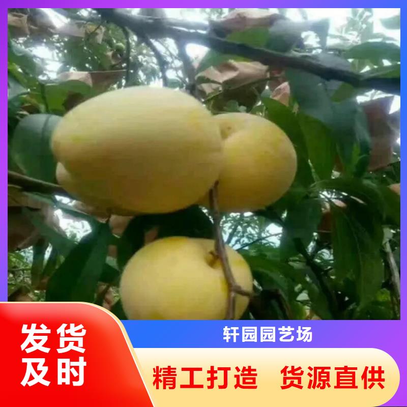 李子草莓苗细节之处更加用心