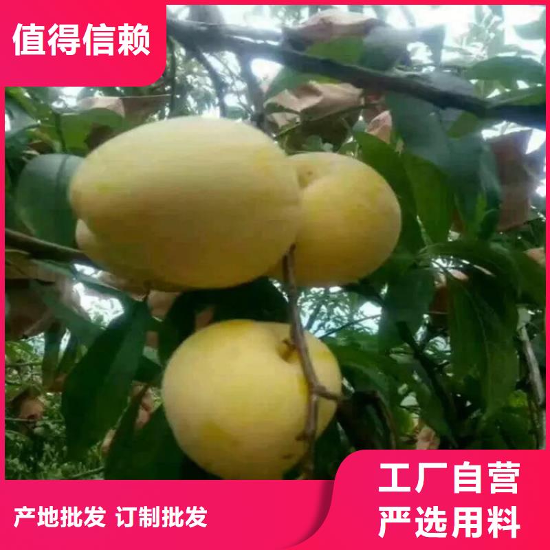 李子北美冬青优质材料厂家直销