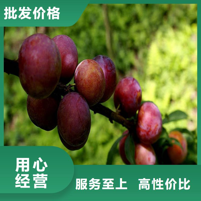 苹果苗视频-苹果苗_河南省漯河市市场覆盖郾城|召陵|商丘|信阳|郑州|三门峡|开封|周口等
