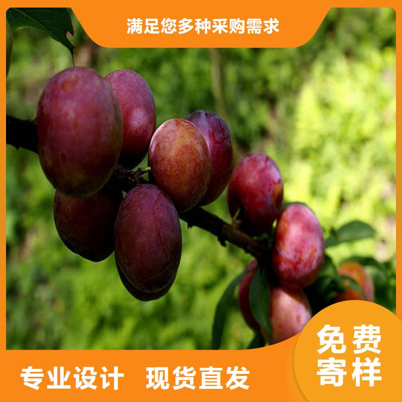 李子北美冬青优质材料厂家直销