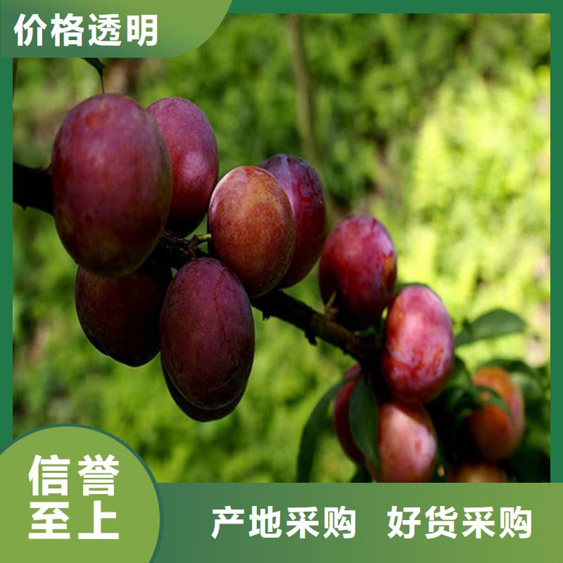 李子草莓苗细节之处更加用心