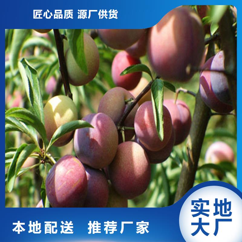 李子北美冬青优质材料厂家直销