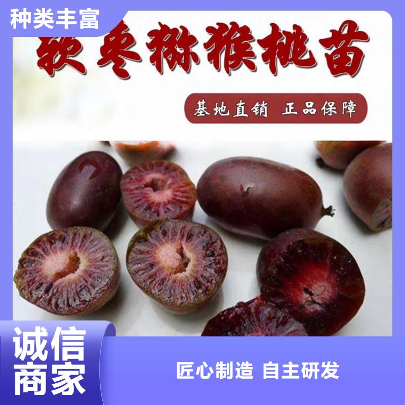 苹果苗视频-苹果苗(轩园)覆盖地域辽宁省阜新市细河|清河门|辽阳|沈阳|鞍山|盘锦