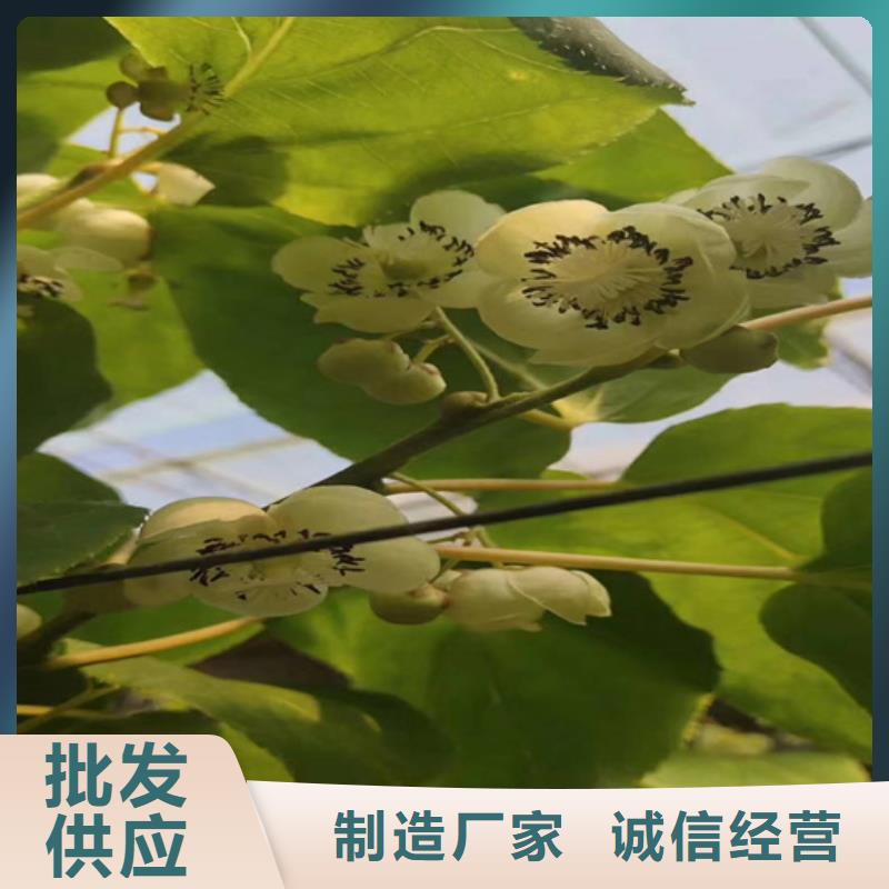 猕猴桃樱桃苗优良材质