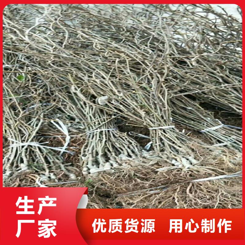 猕猴桃樱桃苗优良材质