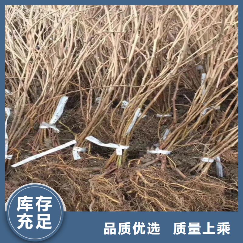 猕猴桃葡萄苗的图文介绍