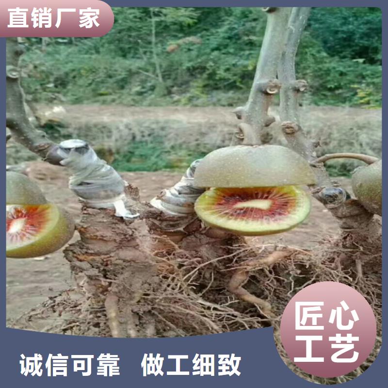 苹果苗视频-苹果苗(轩园)覆盖地域辽宁省阜新市细河|清河门|辽阳|沈阳|鞍山|盘锦