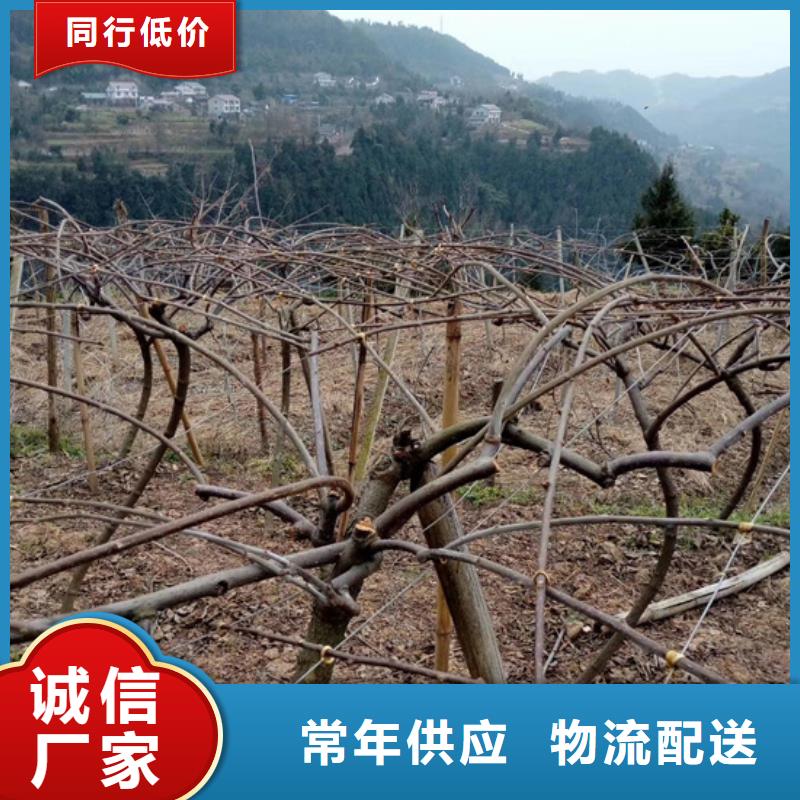 苹果苗视频-苹果苗_青海省海北市市场覆盖果洛|海东|玉树|黄南|西宁|海南|海西等