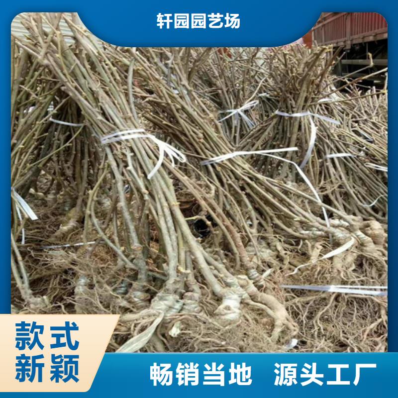 苹果苗视频-苹果苗(轩园)覆盖地域辽宁省阜新市细河|清河门|辽阳|沈阳|鞍山|盘锦