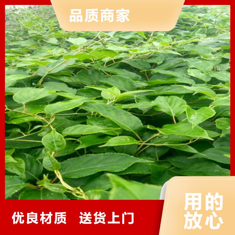 猕猴桃-无花果苗产地采购