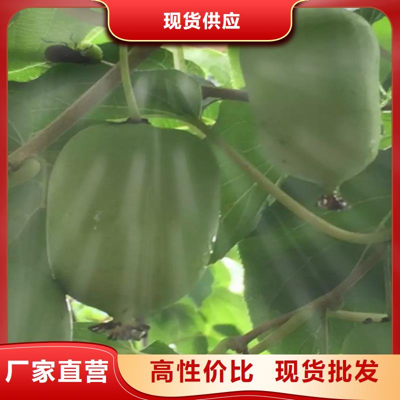 苹果苗视频-苹果苗(轩园)覆盖地域辽宁省阜新市细河|清河门|辽阳|沈阳|鞍山|盘锦