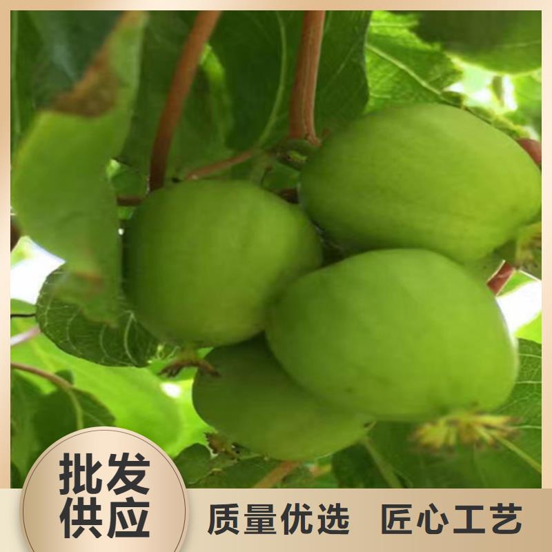苹果苗视频-苹果苗_青海省海北市市场覆盖果洛|海东|玉树|黄南|西宁|海南|海西等