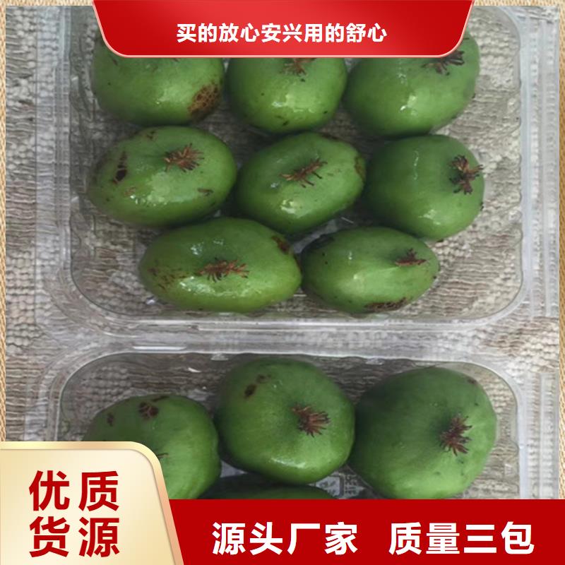 苹果苗视频-苹果苗(轩园)覆盖地域辽宁省阜新市细河|清河门|辽阳|沈阳|鞍山|盘锦