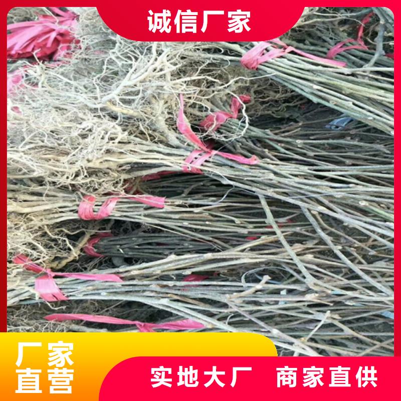 苹果苗视频-苹果苗(轩园)覆盖地域辽宁省阜新市细河|清河门|辽阳|沈阳|鞍山|盘锦