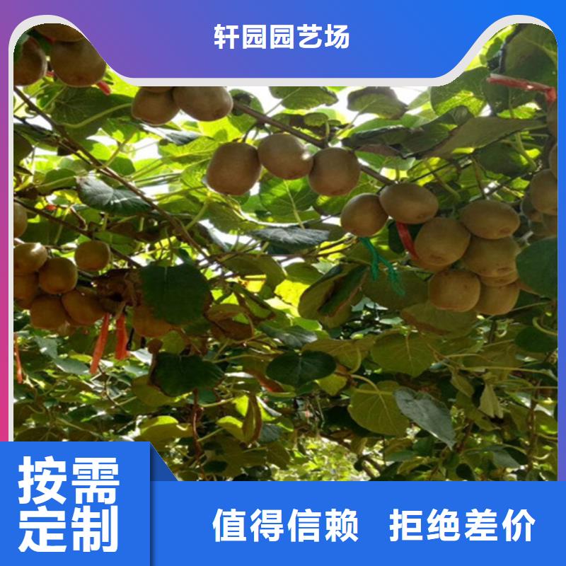 猕猴桃樱桃苗优良材质
