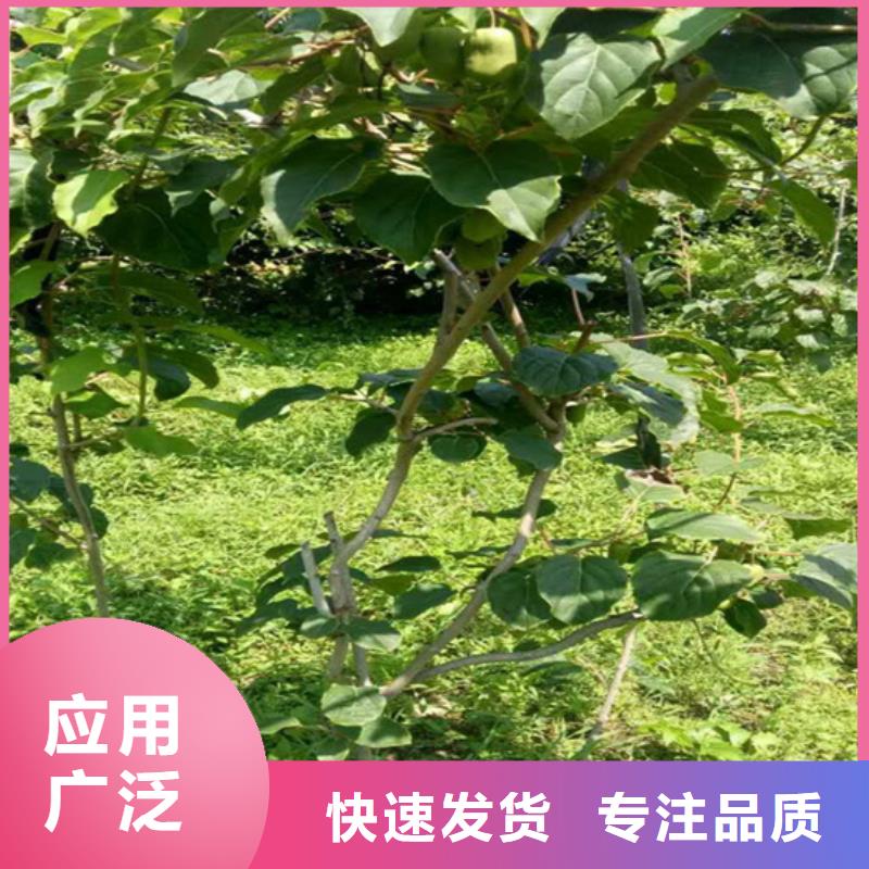 猕猴桃樱桃苗优良材质
