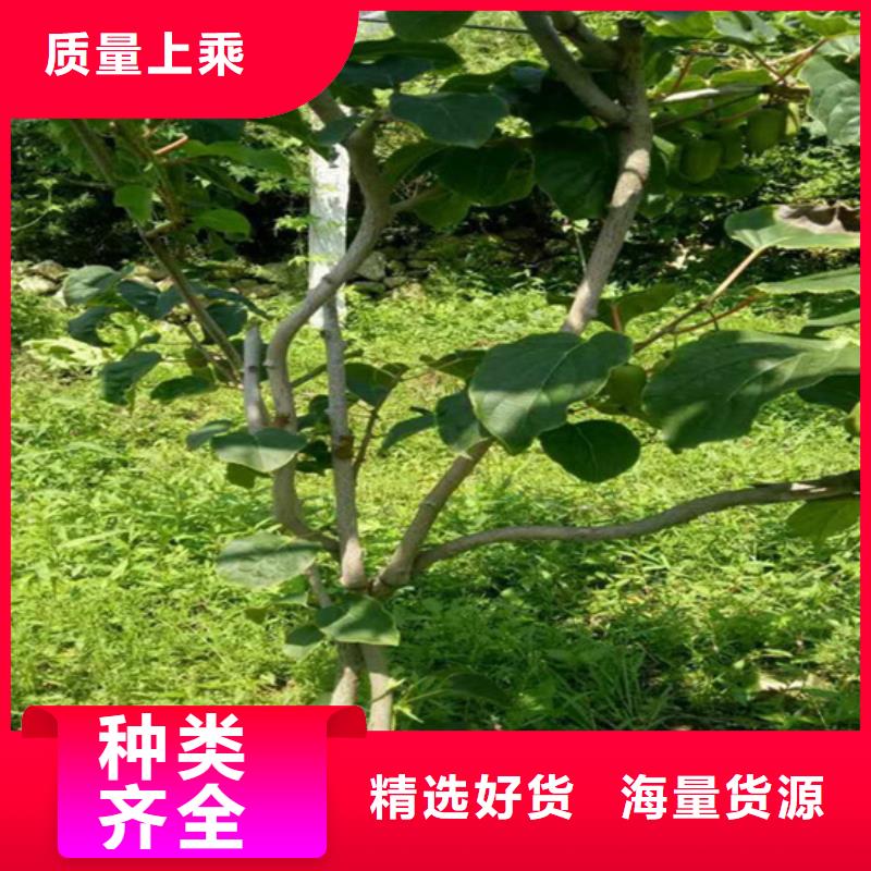 苹果苗视频-苹果苗_青海省海北市市场覆盖果洛|海东|玉树|黄南|西宁|海南|海西等