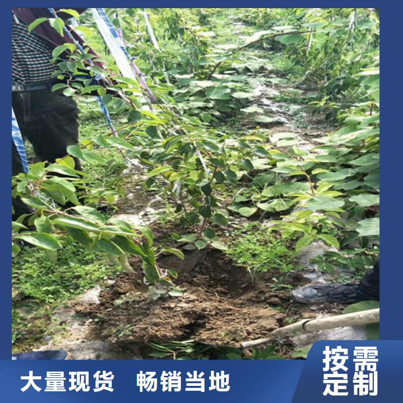 猕猴桃樱桃苗优良材质