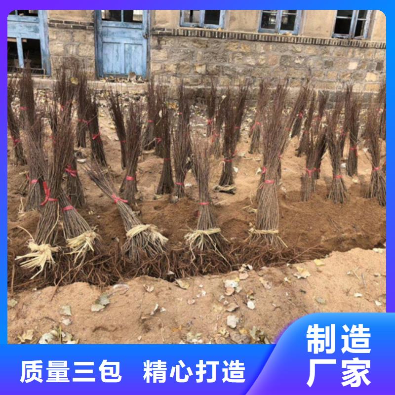 猕猴桃-无花果苗产地采购