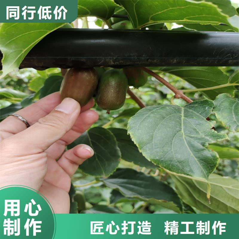 苹果苗视频-苹果苗_青海省海北市市场覆盖果洛|海东|玉树|黄南|西宁|海南|海西等