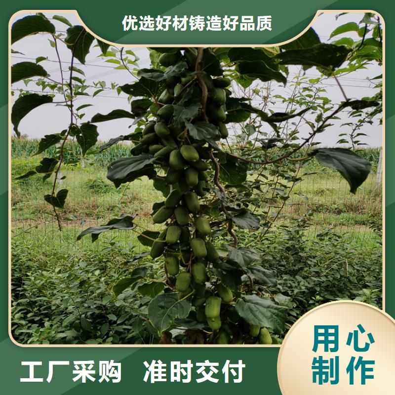 苹果苗视频-苹果苗(轩园)覆盖地域辽宁省阜新市细河|清河门|辽阳|沈阳|鞍山|盘锦