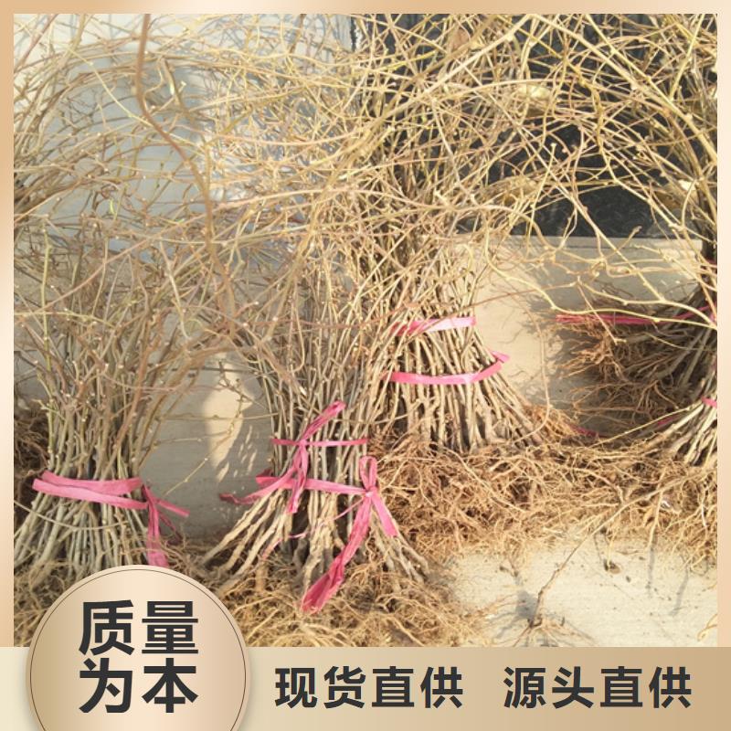 猕猴桃-无花果苗产地采购