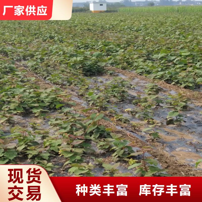 猕猴桃樱桃苗自营品质有保障