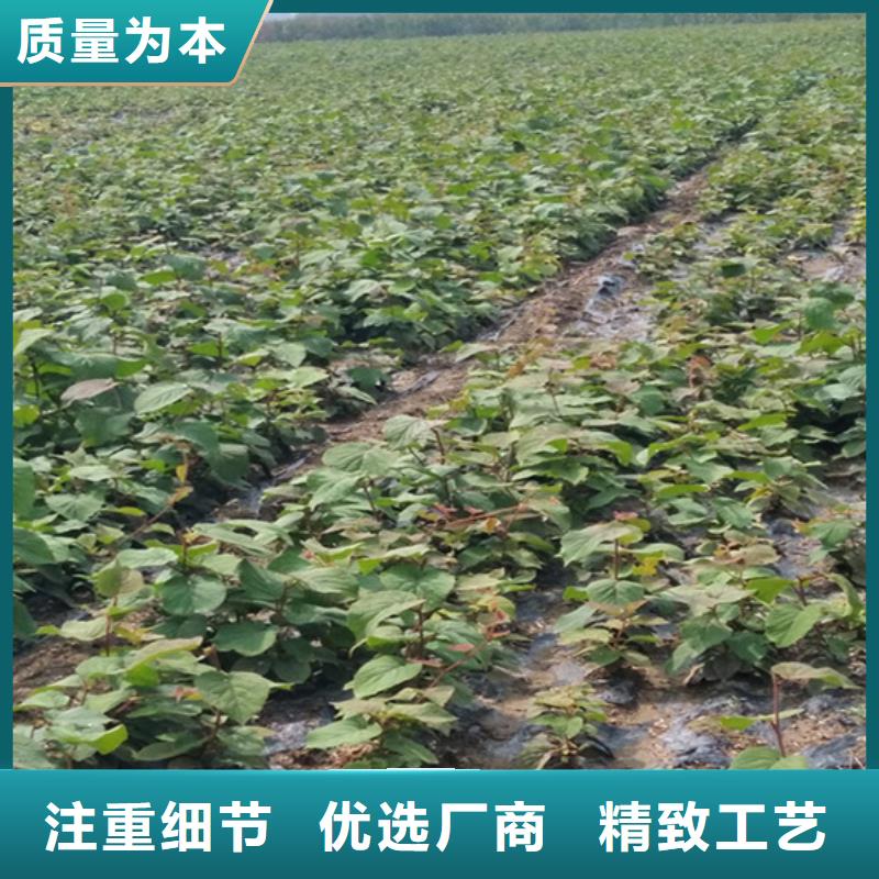 苹果苗视频-苹果苗_青海省海北市市场覆盖果洛|海东|玉树|黄南|西宁|海南|海西等