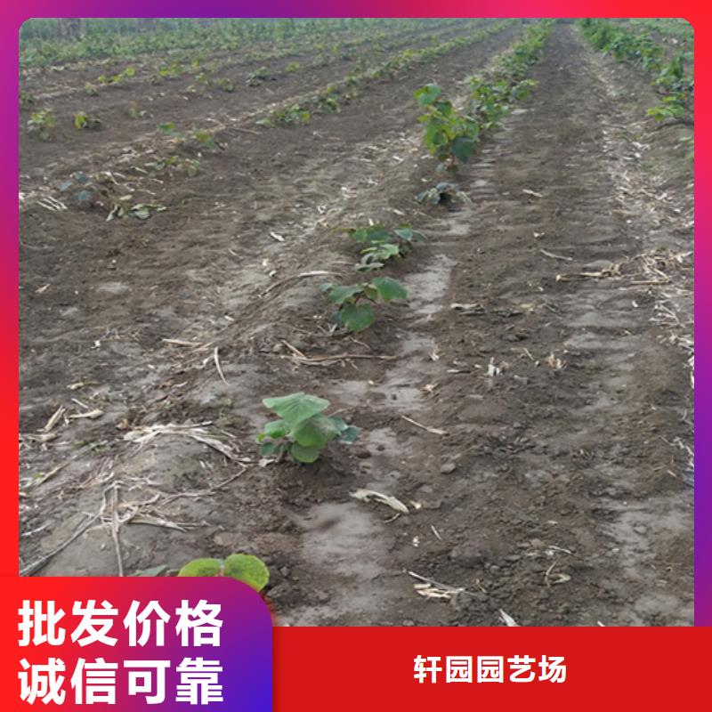 猕猴桃樱桃苗优良材质