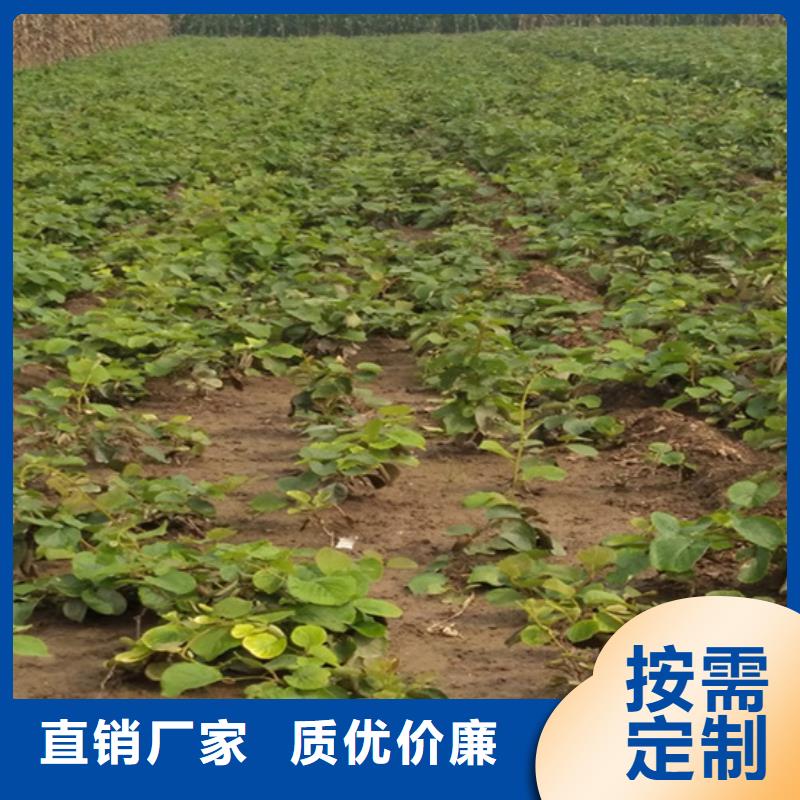 猕猴桃-无花果苗产地采购