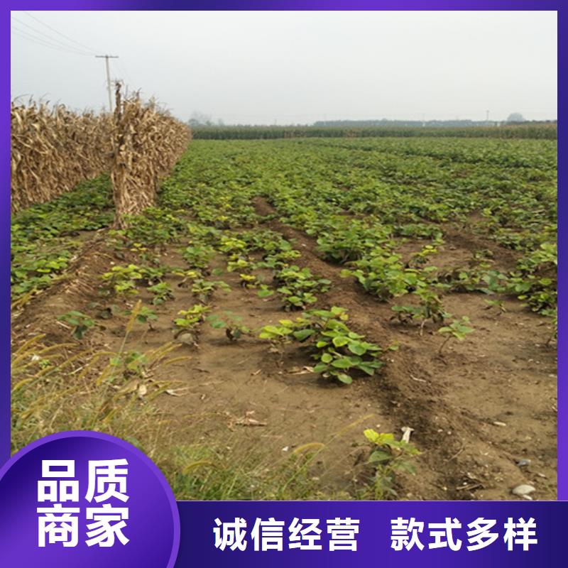 苹果苗视频-苹果苗_青海省海北市市场覆盖果洛|海东|玉树|黄南|西宁|海南|海西等