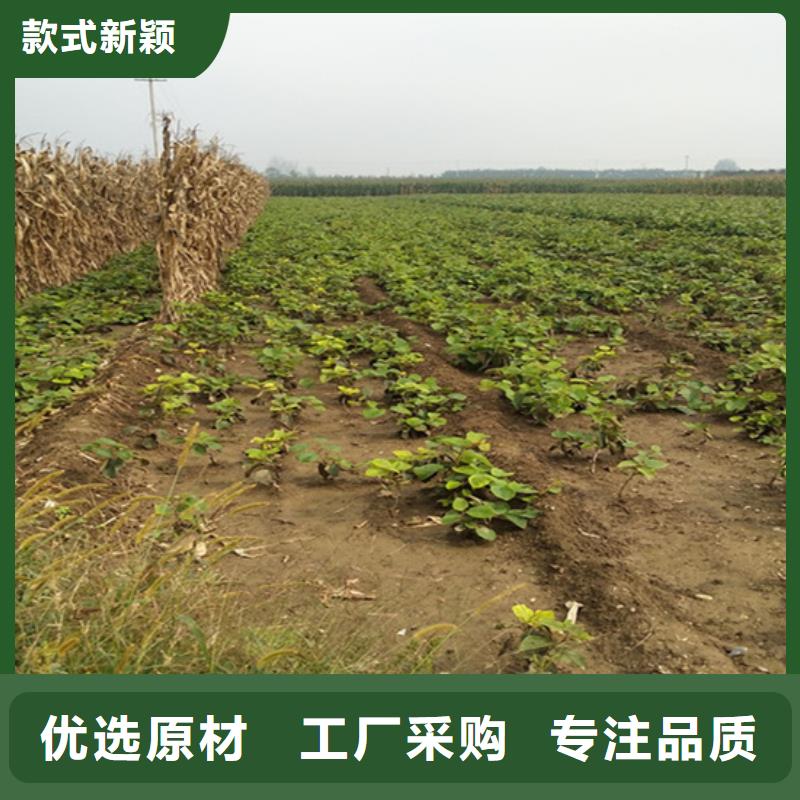 猕猴桃-无花果苗产地采购