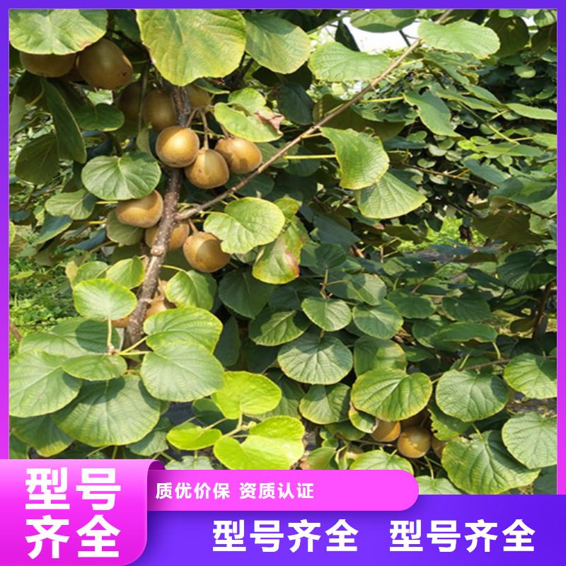 苹果苗视频-苹果苗(轩园)覆盖地域辽宁省阜新市细河|清河门|辽阳|沈阳|鞍山|盘锦