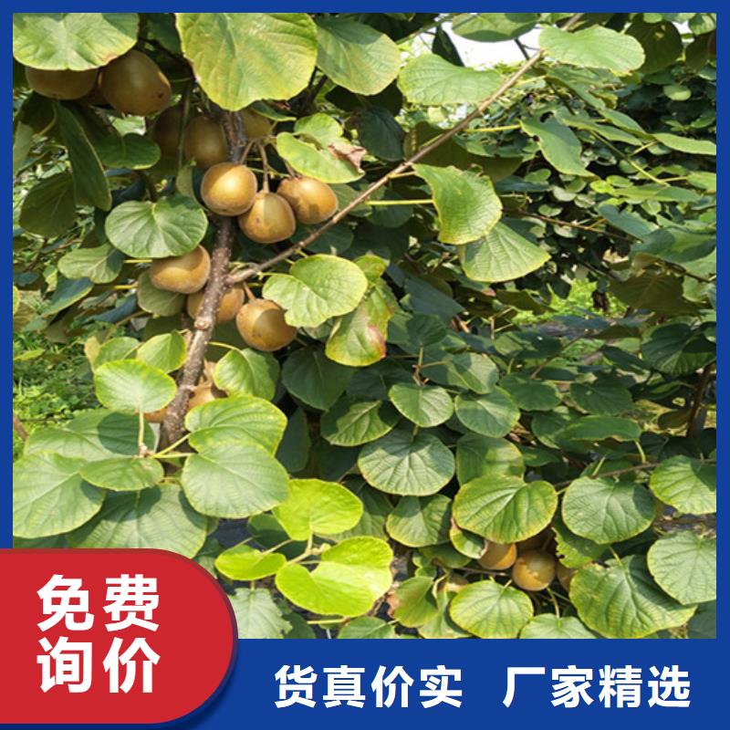 苹果苗视频-苹果苗_青海省海北市市场覆盖果洛|海东|玉树|黄南|西宁|海南|海西等