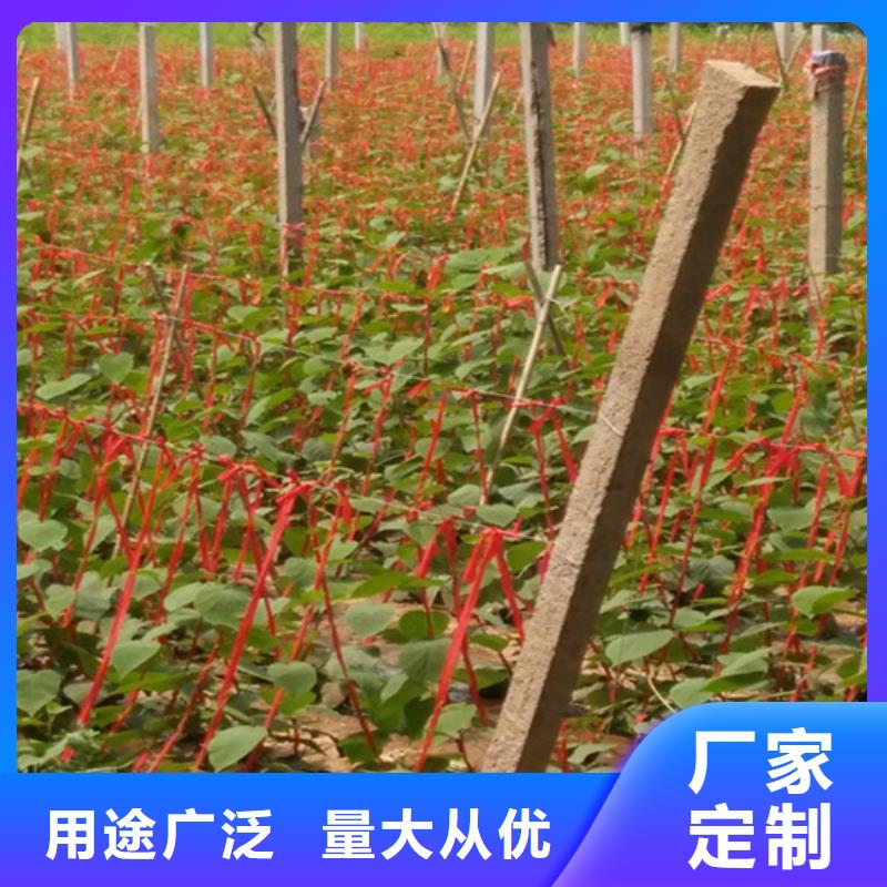 苹果苗视频-苹果苗(轩园)覆盖地域辽宁省阜新市细河|清河门|辽阳|沈阳|鞍山|盘锦