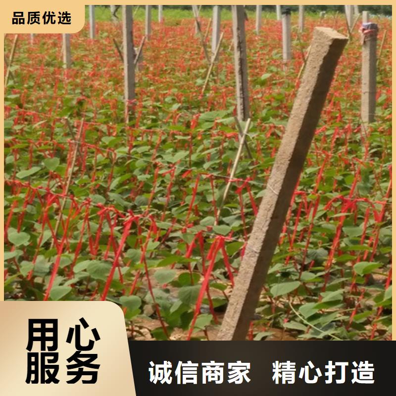 苹果苗视频-苹果苗_青海省海北市市场覆盖果洛|海东|玉树|黄南|西宁|海南|海西等