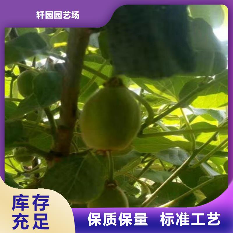 猕猴桃葡萄苗的图文介绍