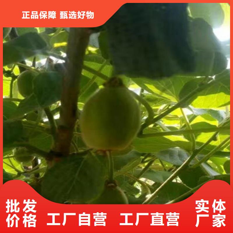苹果苗视频-苹果苗(轩园)覆盖地域辽宁省阜新市细河|清河门|辽阳|沈阳|鞍山|盘锦