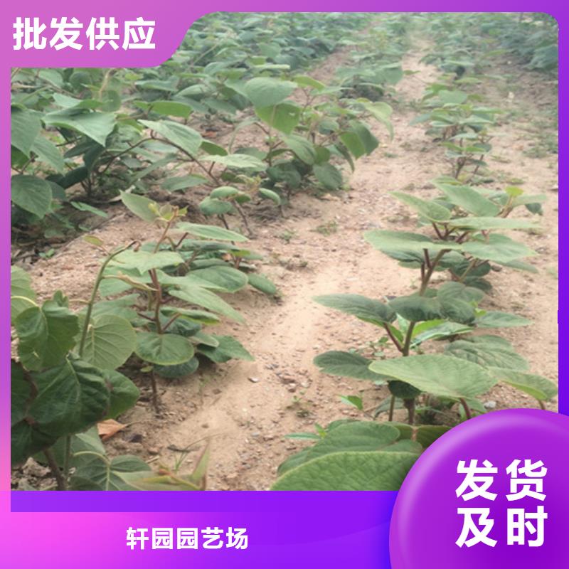 苹果苗视频-苹果苗_青海省海北市市场覆盖果洛|海东|玉树|黄南|西宁|海南|海西等