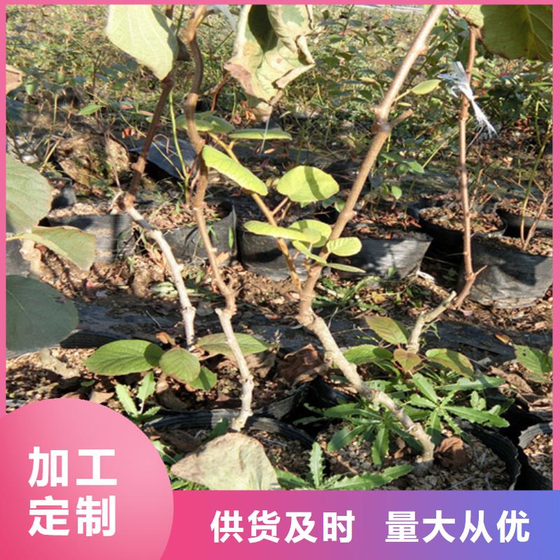 猕猴桃樱桃苗优良材质