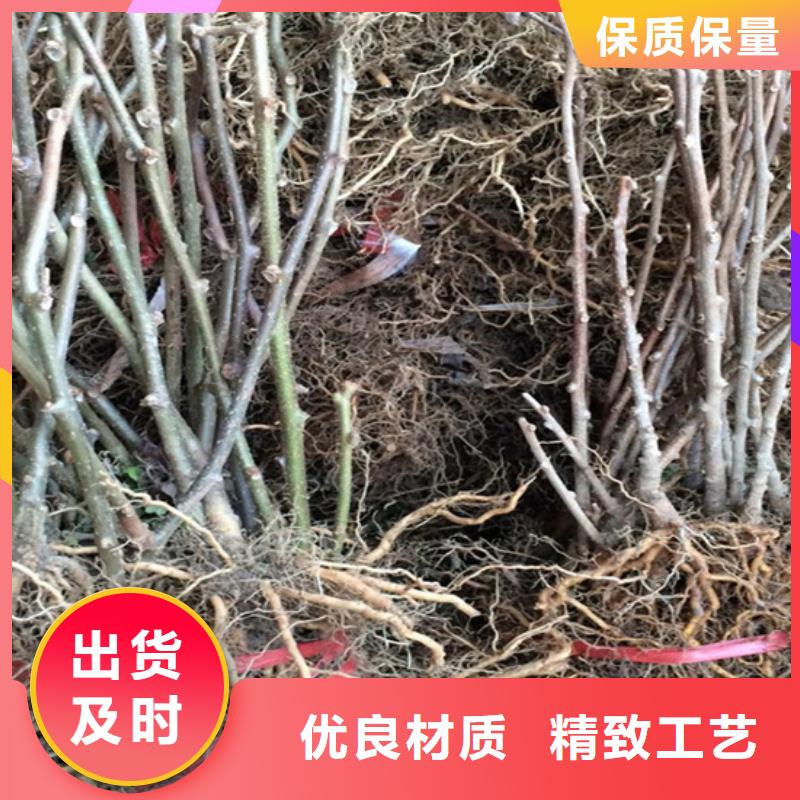 猕猴桃樱桃苗自营品质有保障