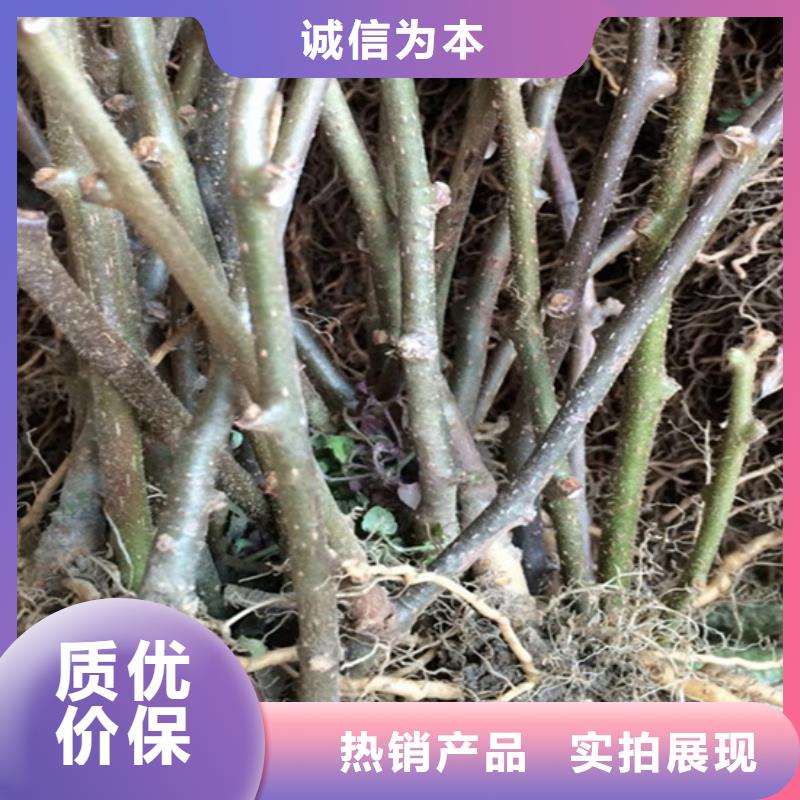 猕猴桃樱桃苗优良材质
