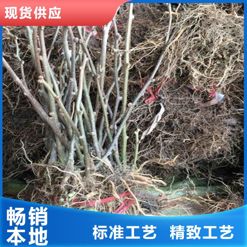 猕猴桃樱桃苗优良材质